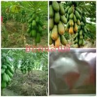 ราคา เมล็ดพันธุ์มะละกอฮอลแลนด์ บรรจุ100เมล็ด (1729774625096633151)