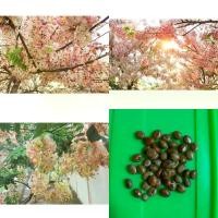 ราคา เมล็ดพันธุ์คูณชมพูหรือกัลปพฤกษ์ บรรจุ30เมล็ด (1729761668541025087)