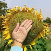 ราคา เมล็ดพันธุ์ทานตะวัน ดอกทานตะวัน ทานตะวัน 1000 เมล็ด (1729611700570720921)