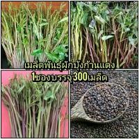 ราคา เมล็ดพันธุ์ผักบุ้งแดง 1ชุด บรรจุ300เมล็ด พร้อมคู่มือวิธีเพาะปลูก (1729625568859949622)