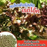 ราคา เมล็ดพันธุ์เรดโอ๊ค สลัดเรดโอ๊ค Red Oak บรรจุ 10 เมล็ด (1732063585927792683)