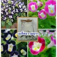 ราคา เมล็ดแววมยุรา คละสี 1500 เมล็ด/ซอง ปลูกประดับ บ้าน แหล่งท่องเที่ยว (1730643218032527924)