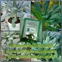 ราคา เมล็ดพันธุ์ผักคะน้าไดโนเสาร์ ชุดละ150เมล็ด และวิธีเพาะปลูก (1729625568879479350)