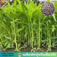 ราคา ผักบุ้งจีนเรียวไผ่ ซองละ 100 เมล็ด เมล็ดพันธุ์แท้ คัดพิเศษทุกเมล็ด (1732800443001374376)