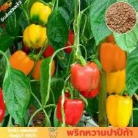 ราคา พริกหวานปาปริก้า เมล็ดพันธุ์เเท้ ซองละ 40 เมล็ด (1732803291829339816)