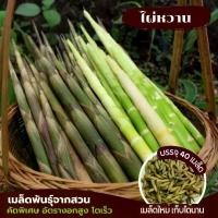 ราคา ไผ่หวาน เมล็ดพันธุ์อัตรางอกสูง ซองละ 40 เมล็ด พร้อมส่งจากสวน (1732780303287616772)