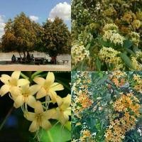 ราคา เมล็ดพันธุ์กันเกรา 1000 เมล็ด มีคู่มือการเพาะปลูก (1730004052407781940)