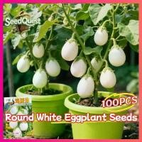 ราคา เมล็ดพันธุ์มะเขือไข่เต่า เมล็ดมะเขือไข่เต่า มะเขือไข่เต่าขาว บรรจุ 100 เมล็ด White Eggplant Seed Vegetable Seeds for Planting เมล็ดพันธุ์ผัก เมล็ดผักต่างๆ ผักออร์แกนิก เมล็ดผักสว (1732464966364857817)