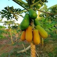 ราคา ***1 แถม 1 ***เมล็ดพันธุ์มะละกอฮอลแลนด์ & เมล็ดพันธุ์มะละกอแขกนวลดำเนิน บรรจุ 50 เมล็ด 73 บาท (1729609114415565040)