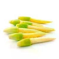 ราคา เมล็ดพันธุ์ข้าวโพดอ่อน ข้าวโพดฝักอ่อน เมล็ดข้าวโพด 200 เมล็ด (1730648381509175808)