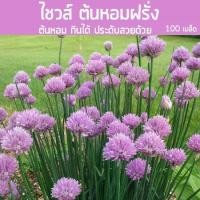 ราคา เมล็ดต้นหอมฝรั่ง (ไชวส์) 100 เมล็ด เมล็ดผัก ต้นหอมฝรั่ง HGK (1729725304400546592)
