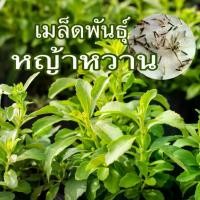 ราคา เมล็ดหญ้าหวาน 50 เมล็ด 60 บาท เมล็ดพันธุ์แท้นำเข้าจากต่างประเทศ (1729645692028094759)