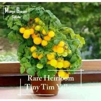 ราคา *หายากมาก* เมล็ดมะเขือเทศเหลือง Tiny Tim สืบทอด - 30 เมล็ด *เหมาะสำหรับกระถาง* กระถางต้นไม้, เมล็ดมะเขือเทศ สี เมล็ดมะเขือเทศแคปซูล - สวนมะม่วง (1731662173243999768)