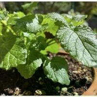 ราคา Lemon Balm seed เมล็ดเลม่อนบาล์ม ชุดละ 100 เมล็ด (1732513453564200231)