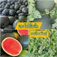 ราคา เมล็ดพันธุ์แตงโมไร้เมล็ด ชุด 10 เมล็ด เมล็ดพันธุ์นำเข้า (1732535455680071230)