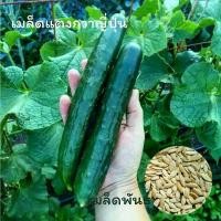 ราคา เมล็ดผักนำเข้า แตงกวาญี่ปุ่น 20 เมล็ด Japanese Cucumber (Organic Seed) แตงกวาลูกยาว (1732530956185601319)