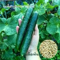 ราคา เมล็ดผักนำเข้า แตงกวาญี่ปุ่น 20 เมล็ด Japanese Cucumber (Organic Seed) แตงกวาลูกยาว (1730254870568995111)