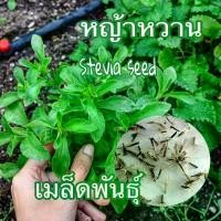 ราคา เมล็ดพันธ์ุ หญ้าหวาน (Stevia) 50 เมล็ด เมล็ดพันธุ์คุณภาพ ปลูกง่าย (1732530856742716711)