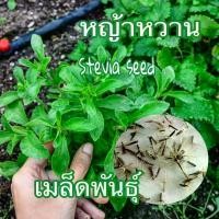 ราคา เมล็ดพันธ์ุ หญ้าหวาน (Stevia) 50 เมล็ด เมล็ดพันธุ์คุณภาพ ปลูกง่าย (1732468747794220105)