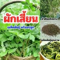 ราคา ผักเสี้ยน เมล็ดพันธุ์ผักเสี้ยน ผักโบราณหายาก ซองละ 1000 เมล็ด++ (1731997597073901611)