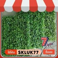 ราคา หญ้าตีนเป็ด หญ้าเทียม หญ้าแผ่นขนาด 1pcs 40×60cm มีให้เลือก 3 รุ่น บาง กลาง หนาแน่น จัดสวนแนวตั้ง ติดผนัง เมล็ด หญ้า มาเลเซีย หญ้า เกล็ด หอย grass (1731672837096769501)
