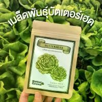 ราคา เมล็ดพันธุ์บัตเตอร์เฮด (มี 30เมล็ด) (Butterhead Seeds) (1729583624473774809)