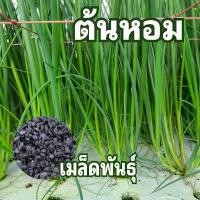 ราคา เมล็ดพันธุ์ต้นหอม 150 เมล็ด มีบริการเก็บเงินปลายทาง (1732530895294334247)