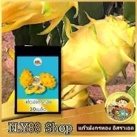 ราคา เมล็ดพันธุ์แก้วมังกรทอง 100เมล็ด เมล็ดพันธุ์แก้วมังกรพันธุ์หายาก อัตราการงอกสูง ให้ผลดก ผลสุกสีเหลืองทอง (1731782656312903572)
