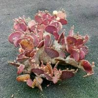 ราคา เมล็ด Opuntia Macrocentra, ttllyack, 20 ชิ้น/ถุง, หายาก, เก็บเกี่ยวที่ดี, มินิ succulents, ต้นปรง, กระบองเพชร, สำหรับใช้กลางแจ้ง (1731849050279151363)