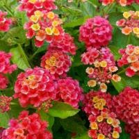 ราคา เมล็ด Verbena ต้นปรง Eitakea 100 ชิ้น/ถุง ต้นปรงตลอดปี เก็บเกี่ยวได้ดี น้ำหนักเบา บอนไซที่น่าสนใจ เมล็ด Lantana เหมาะสำหรับระเบียง (1732021735807682460)