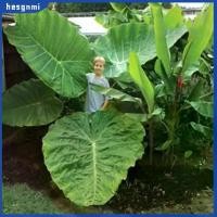 ราคา เมล็ด Colocasia Gigantea, เฮสชาน, ตกแต่งใบไม้ประดับ, 100 ชิ้น, เหมาะสำหรับตกแต่งบ้านและลาน (1731615530440493942)