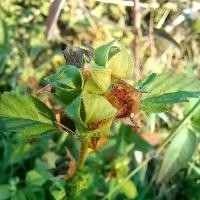 ราคา Srida acuta seed (เมล็ดหญ้าขัดมอญ) สมุนไพรที่มีปรโยชน์มากมาย (100เมล็ด) (1731562896163834333)