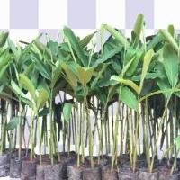 ราคา ต้นเร่วหอม เร่วหอม เร่ว ต้นเร่ว สำหรับปรุงกลิ่นหอม เมล็ดพันธุ์ดอกไม้และพืช เมล็ด พันธุ์ (1729798471788563430)