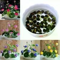 ราคา 20เมล็ด เมล็ดพันธุ์ดอกบัวจิ๋ว เมล็ดพันธุ์ดอกไม้ ดอกบัวจิ๋ว บัวแคระคละสี ปลูกง่าย ออกดอกไว พร้อมส่งในไทย ต้นไม้มงคล บอนสี เมล็ดบอนสี บอนไซ ต้นไม้ ไม้ประดับมงคล ดอกไม้จริง ต้นบอนไซ (1732709528824612837)