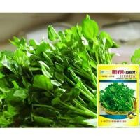 ราคา เมล็ดวอเตอร์เครสแท้(1,000+เมล็ด)ผักน้ำเบตง Watercress***ไม่ใช่ผักเป็ดญี่ปุ่น*** (1730007590685084212)