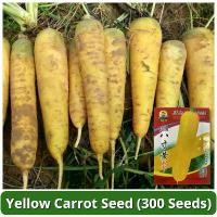 ราคา 300 เมล็ด Yellow Carrot Seeds Vegetable Seeds for Planting ผักออร์แกนิก เมล็ดแครอท เมล็ดพันธุ์แท้ OP เมล็ดพันธุ์ผัก เมล็ดผักสวนครัว บอนไซ ผักสวนครัว พันธุ์ผัก เมล็ดผัก ปลูกง่าย ค (1732709541002512357)