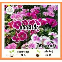 ราคา เมล็ดพันธุ์ดอกผีเสื้อ บรรจุ 300 เมล็ด (1732278789213751269)