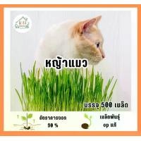 ราคา เมล็ดพันธุ์หญ้าแมว (cat grass) บรรจุ 500 เมล็ด (1732271390828431333)