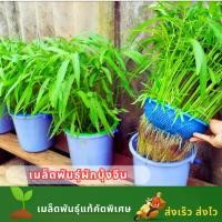 ราคา ซื้อ 1 แถม 1 เมล็ดผักบุ้งจีน ซองละ 500 เมล็ด ปลูกผักบุ้งจีน ผักสวนครัว (1731791615321606954)