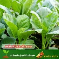 ราคา ซื้อ 1 แถม 1 เมล็ดพันธุ์คะน้ายอด คะน้าใบ บรรจุ 1,000 เมล็ด ผักสวนครัว เมล็ดพันธุ์ผักคะน้า (1731856189079718698)