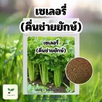 ราคา เมล็ดเซเลอรี่ หรือคึ่นช่ายยักษ์ 500 เมล็ด + คู่มือปลูก (1731215819378821318)