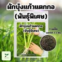 ราคา เมล็ดพันธ์ุ ผักบุ้งแก้วแตกกอ พันธ์ุพิเศษ บรรจุ 750 เมล็ด ผักบุ้ง (1731215827687016646)