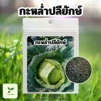 ราคา เมล็ดพันธุ์กะหล่ำปลียักษ์ บรรจุ 100 เมล็ด (Giant Russian Cabbage Seed) พร้อมคู่มือปลูก (1731215828312099014)