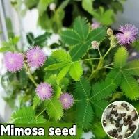 ราคา [พร้อมส่ง] เมล็ดพันธุ์ผักกระเฉดที่ปลูกง่าย เมล็ดสด 100% บรรจุในถุง 50 เมล็ด เหมาะสำหรับปลูกกระถางต้นไม้ กระถางสวน เมล็ดพันธุ์ดอกไม้ ไม้ดอกไม้ประดับ ปลูกได้ทั่วไทย,เมล็ดพันธุ์ไม้ด (1729989979572308846)