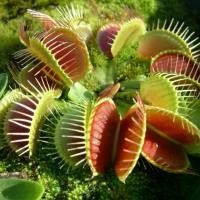 ราคา พันธุ์ไม้ดอก ต้นไม้มงคล บอนไซแคระ Venus Flytrap Seeds 50 เมล็ด ต้นไม้กินแมลง กาบหอยแครงฟันฉลาม พร้อมส่ง พืชกินแมลง (1730216334079331319)