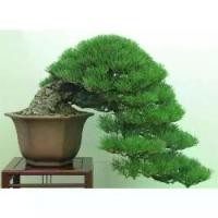 ราคา 30 เมล็ด เมล็ดสน Japanese White Pine Pinus seeds ต้นไม้มงคล ต้นไม้ฟอกอากาศ ต้นสนใบพาย ต้นสนญี่ปุ่น ต้นมะขามบอนไซ บอนไซ (1730216398978452471)