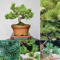 ราคา เมล็ดสนญี่ปุ่น 50 เมล็ด Japanese White Pine Pinus seeds ต้นไม้มงคล ต้นไม้ฟอกอากาศ ต้นสนใบพาย ต้นสนญี่ปุ่น ต้นมะขามบอนไซ (1730216378014534647)