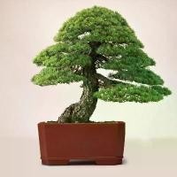 ราคา 30 เมล็ด/ซอง Japanese White Pine Pinus seeds ต้นไม้ฟอกอากาศ ต้นสนใบพาย ต้นสนญี่ปุ่น ต้นมะขามบอนไซ บอนไซ ต้นไม้มงคล (1730224928439307255)