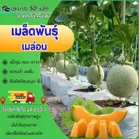ราคา 50 เมล็ด เมล็ดพันธุ์เมล่อน (เนื้อส้ม) เมล็ดแคนตาลูป เมล็ดเมล่อน เมล่อน แคนตาลูป เมล็ดเมล่อน งอกดี (1731903272319093052)
