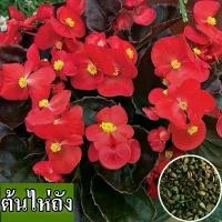 ราคา [พร้อมส่ง] ง่ายต่อการปลูกเมล็ด Begonia เมล็ดสด 100% บรรจุในถุง 100 เมล็ด เหมาะสำหรับปลูกกระถางต้นไม้ กระถางสวน เมล็ดพันธุ์ดอกไม้ ไม้ดอกไม้ประดับ ปลูกได้ทั่วไทย,เมล็ดพันธุ์ไม้ดอกไ (1729989987926903662)